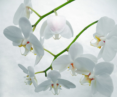 Orchidee (1)
