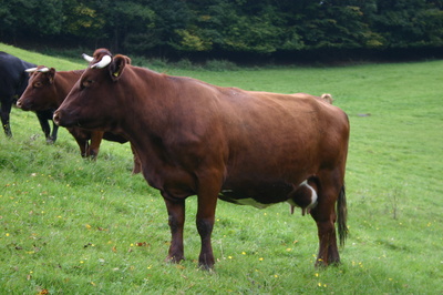 Rinder im Sauerland