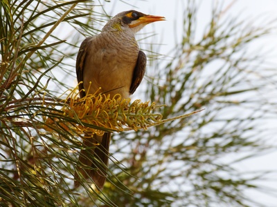 Vögel Australiens 1