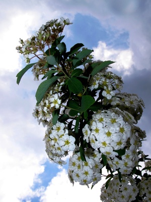 Himmel, Wolken, Blüten