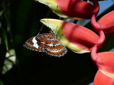 Tropischer Schmetterling 1