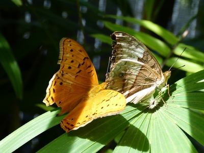 Tropischer Schmetterling 3