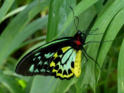 Tropischer Schmetterling 4