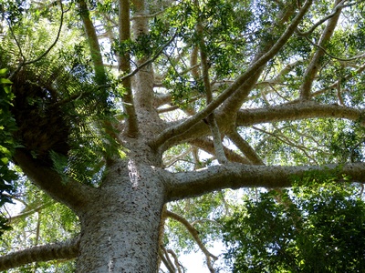 Kauri-Baum 1
