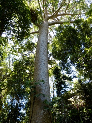 Kauri-Baum 2