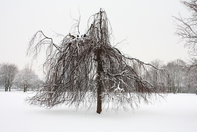 Winterbaum (keine Weide, Buche?)