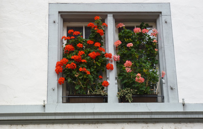 Blumenfenster