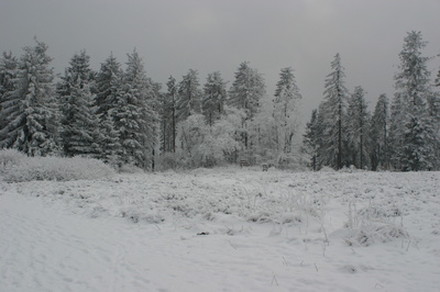 Winterwald