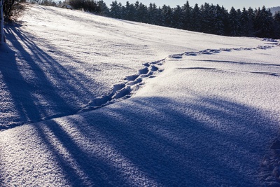 Kostenloses Foto: Spuren im Schnee 