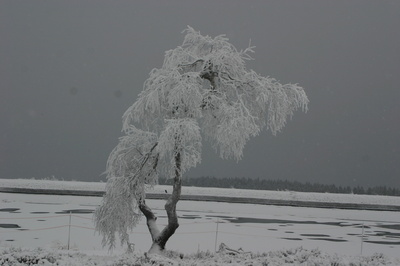 Schneebaum