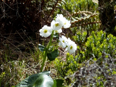 Neuseelands Regenwald 4