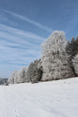 Bäume in weiß