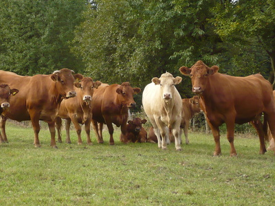 Rinder im Sauerland