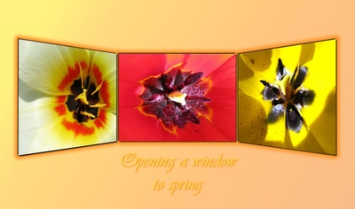 Opening a window to spring