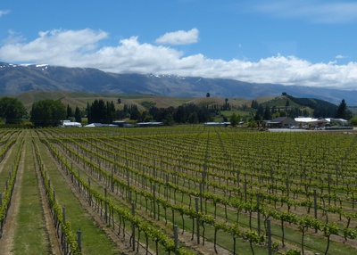 Wein in Neuseeland