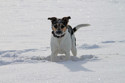 Spielfreude im Schnee Spielfreude im Schnee