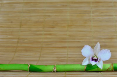 Orchidee auf Bambus