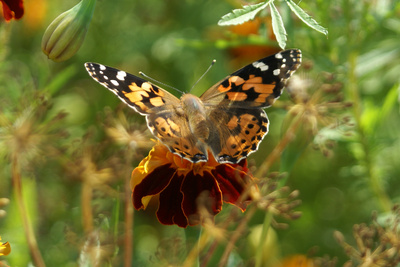 Schmetterling im Garten 03