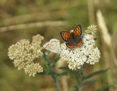 Schmetterlinge auf Blume