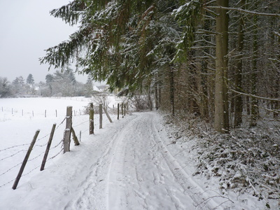 Waldweg im Winter