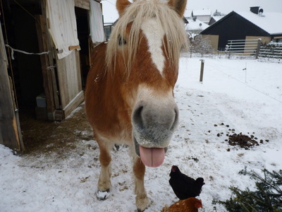 Pferd steckt Zunge heraus