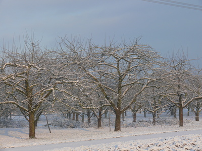 Obstbäume im Winter