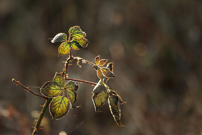 Winterliche Brombeerblätter