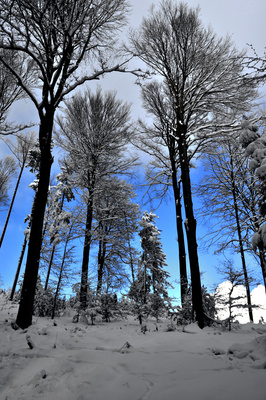 Durchblick im Winterwald