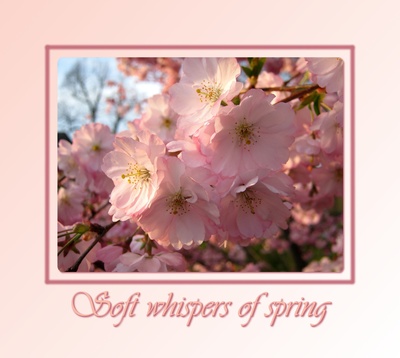 Soft whispers of spring