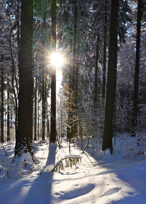 Lichtblick im Winterwald