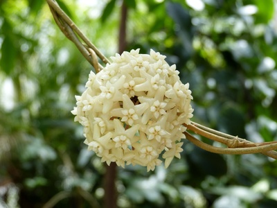 Weißer Blütenball