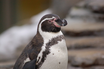Pinguin Ozeaneum Stralsund