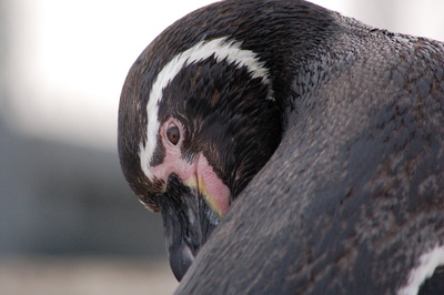 Kopf Nahaufnahme Pinguin