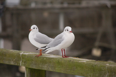 2 Möwen in Sellin