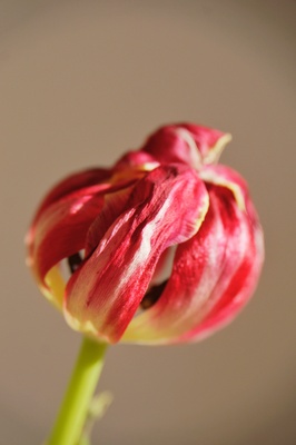 verwelkte Tulpe