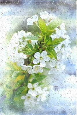 Kirschbaumblütenzeit