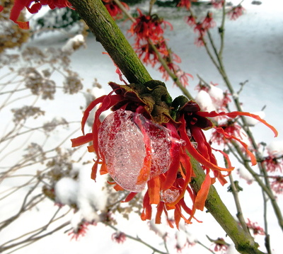 Blüte im Eis