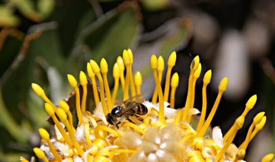 Biene auf Protea