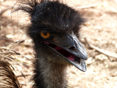 Emu 2