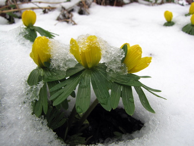 Winter küßt Frühling