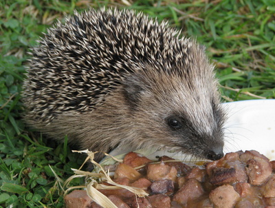 kleiner Igel