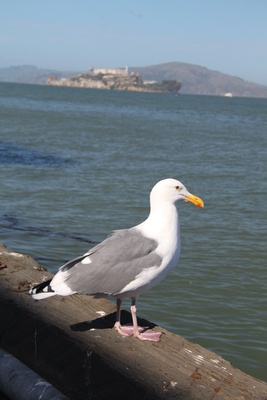 Möwe vor Alcatraz - Freiheit und Gefangenschaft