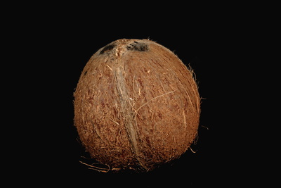 Kokosnuß 9