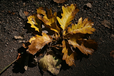 Herbstliche Eichenblätter