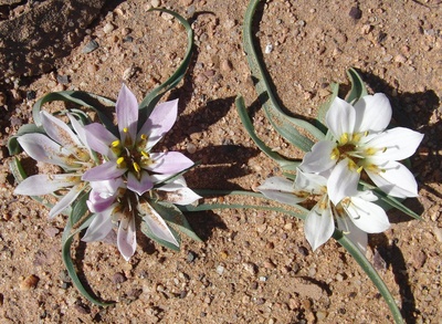 Marokko - Blumen in der Wüste