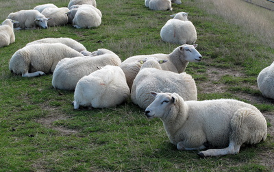 Schafherde bei der Mittagsruhe