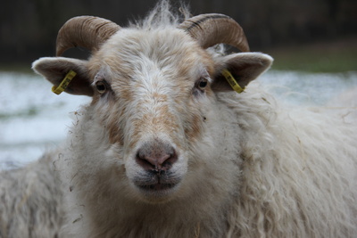 Heidschnucke im Tiergehege Hasseldieksdamm