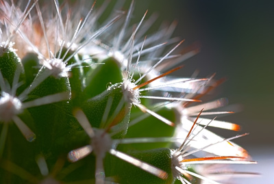 HDR Kaktus