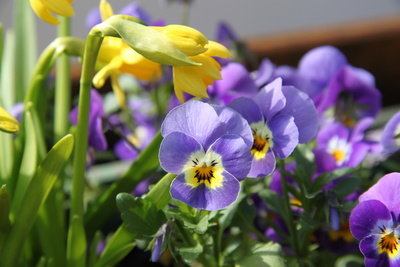 Der Frühling ist gelb und lila