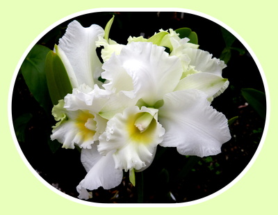 weiße Orchidee